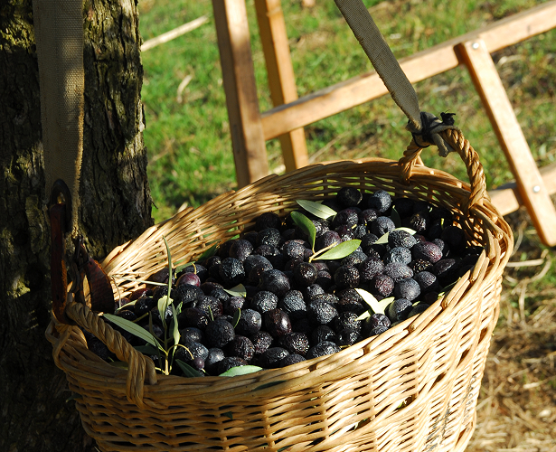 Olives